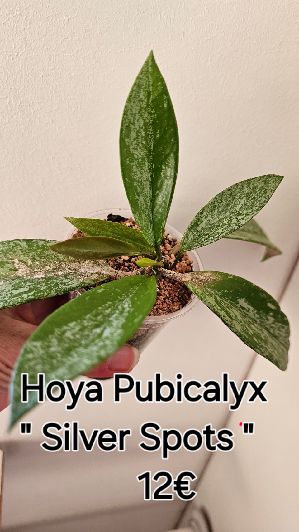 Hoya pubicalyx " Silver Spots " hp.12 eurolla