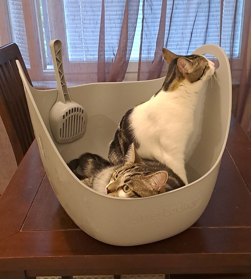 Kissan vessa 2kpl