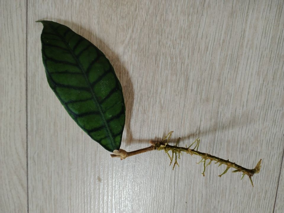 Hoya callistophylla pistokas
