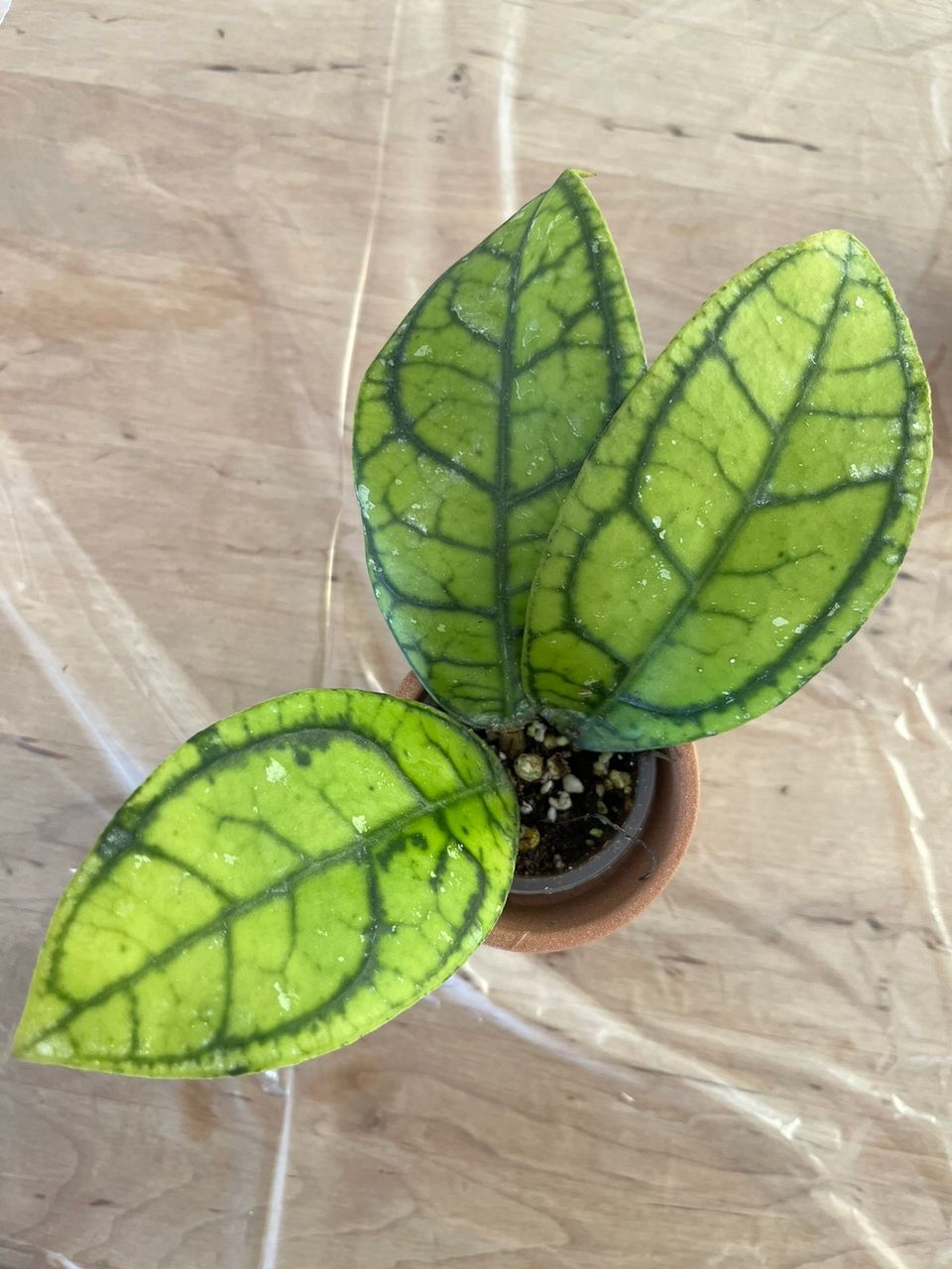 Hoya callistophylla ’Vena’