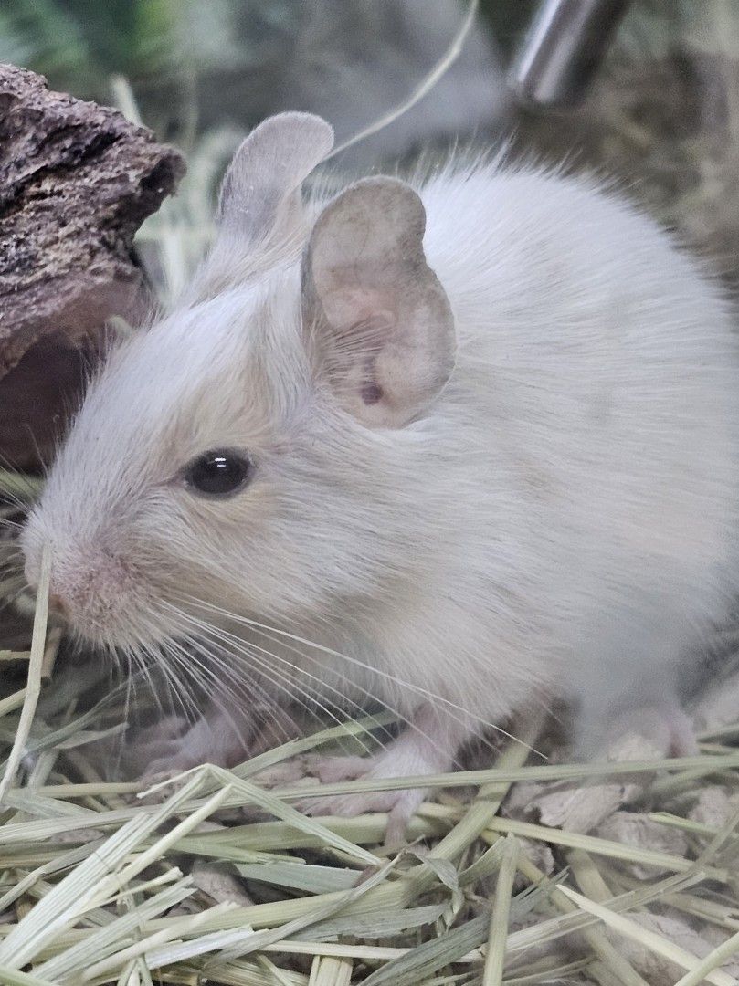 Degu -poikue