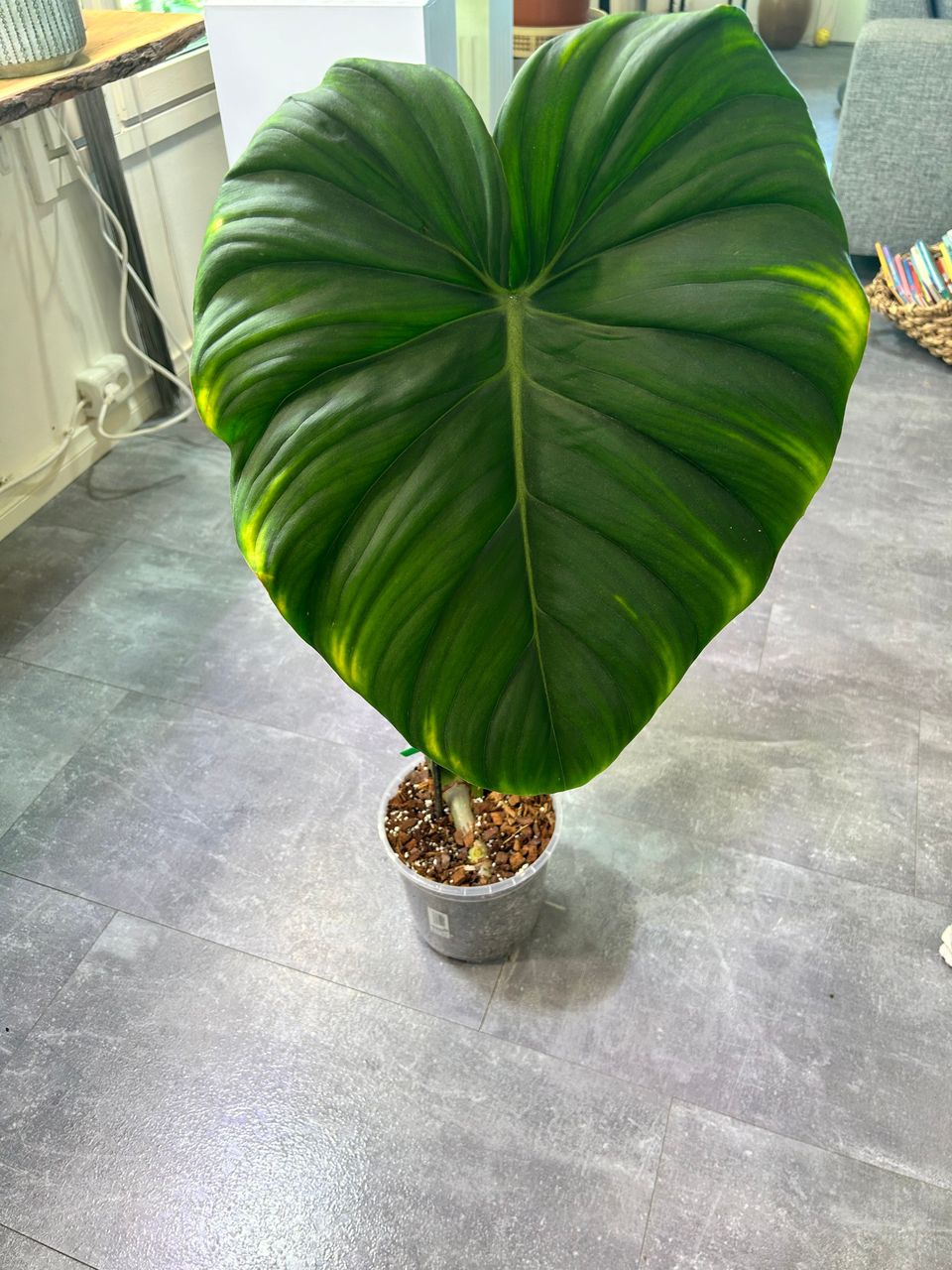 Philodendron Mc Dowell