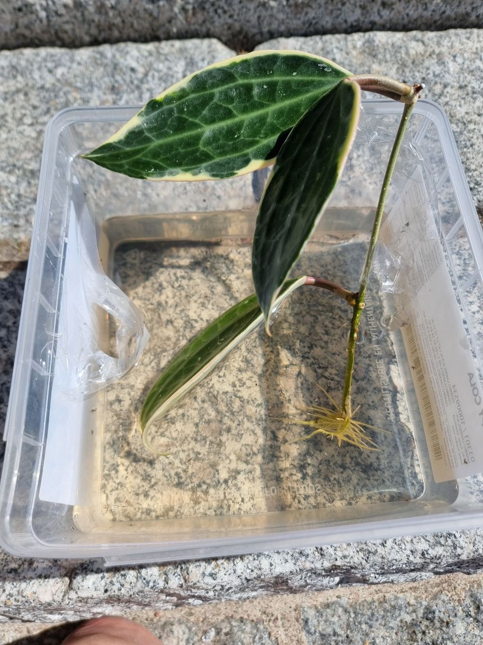 Hoya Latifolia albomarginata pistokkaita