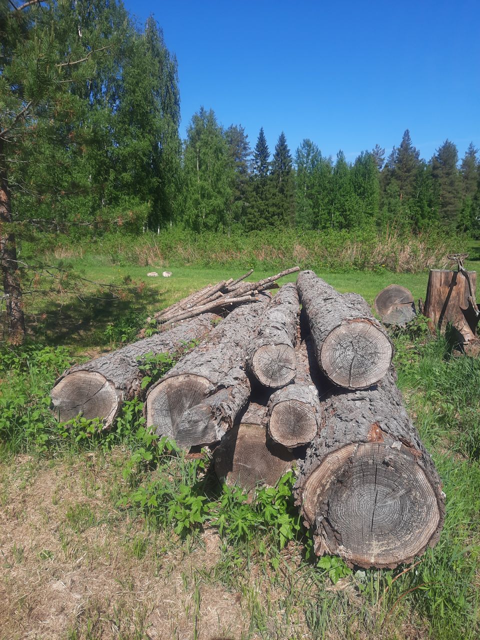 *varattu* Lehtikuusitukkeja