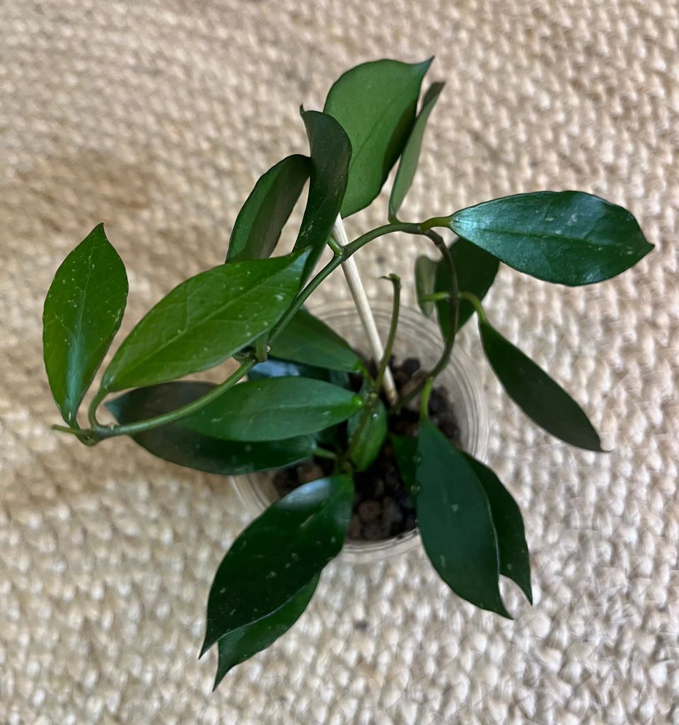 Hoya rebecca -pistokkaat yhdessä purkissa