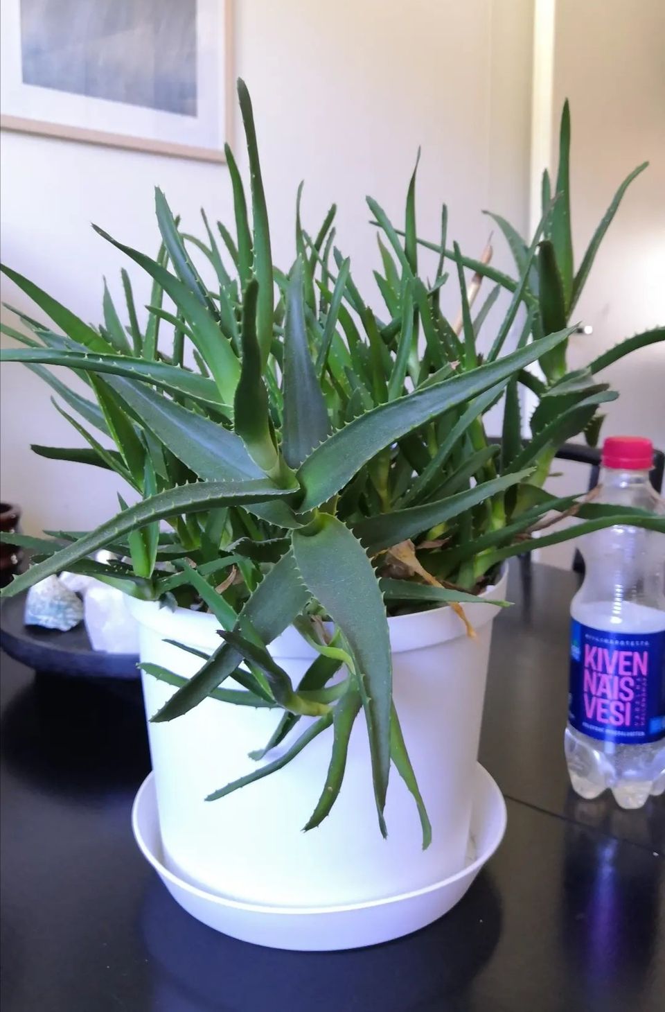 Rohtoaloe / aloe