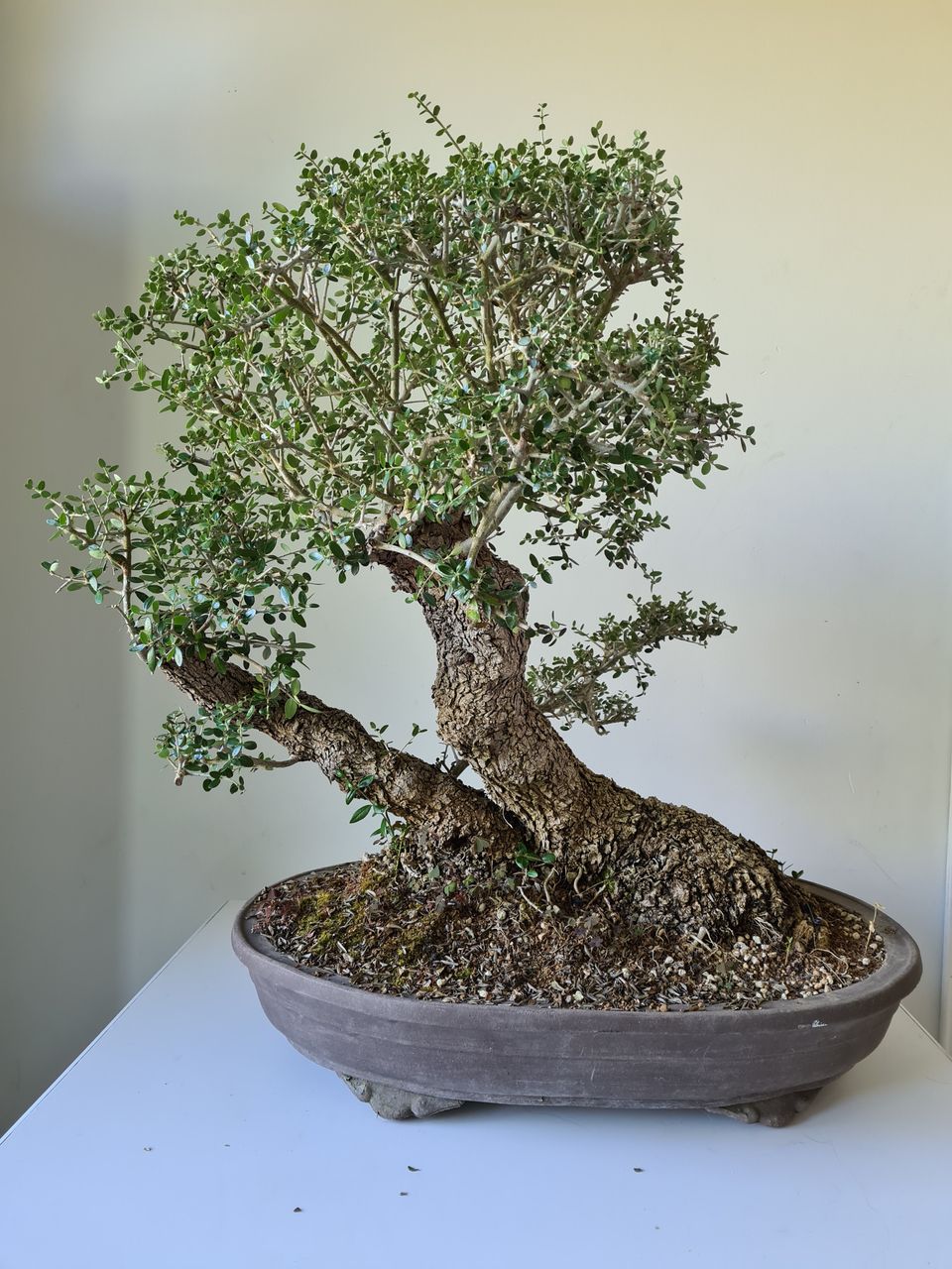 Oliivipuu bonsai nyt _ 40% alenus