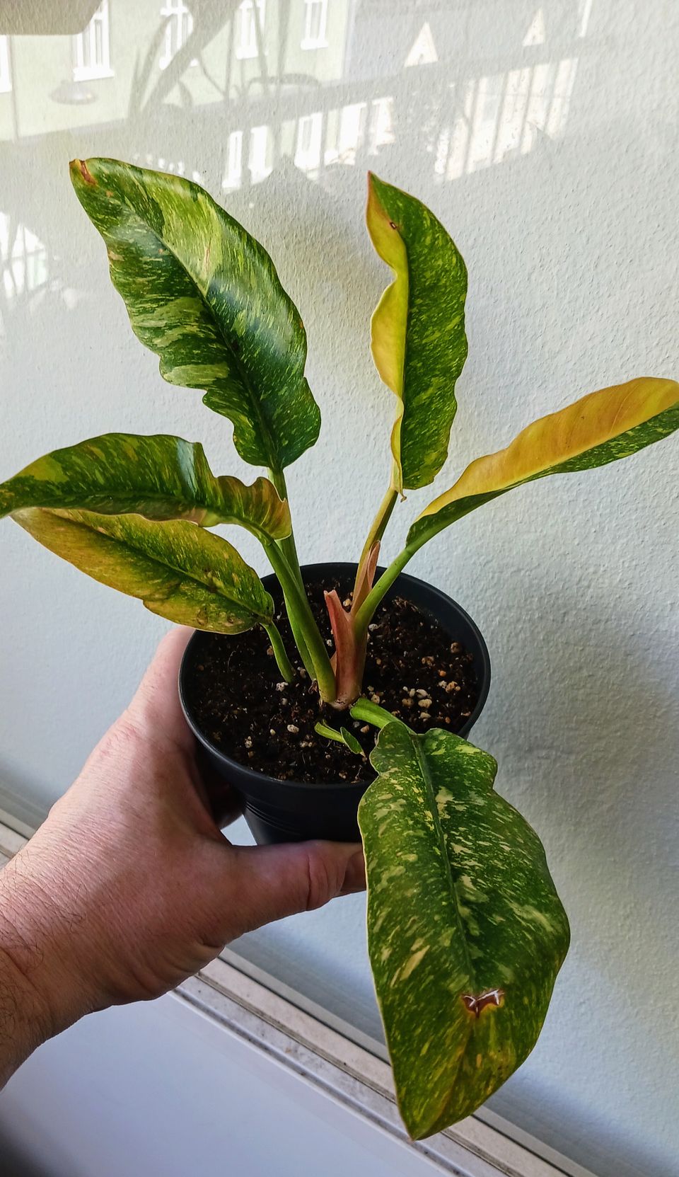 Philodendron Ring of fire.