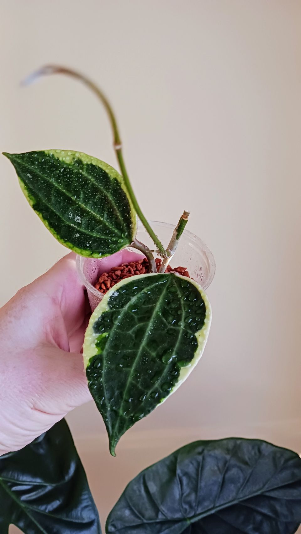 Hoya Latifolia albomarginata