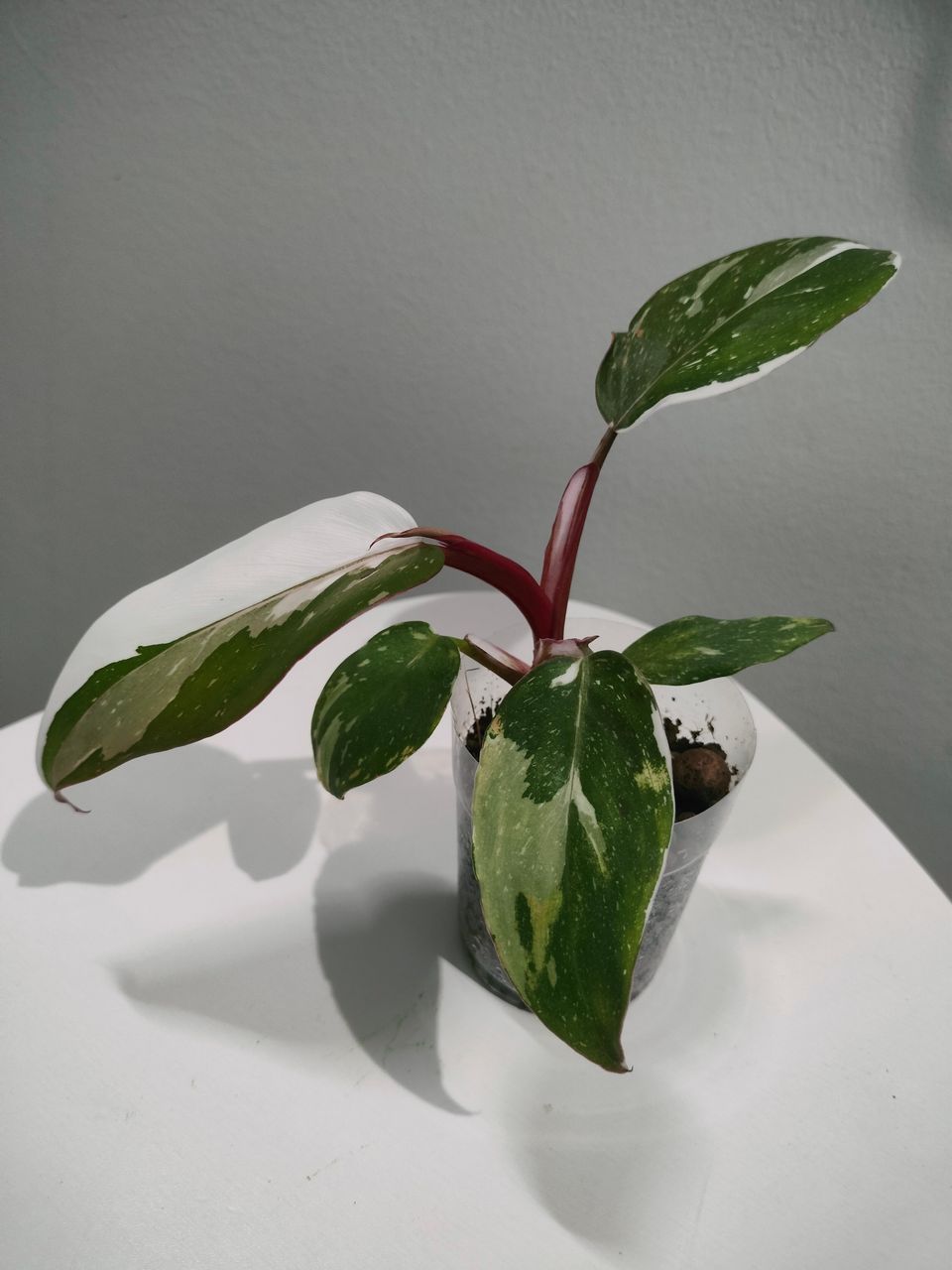 Philodendron Red Anderson