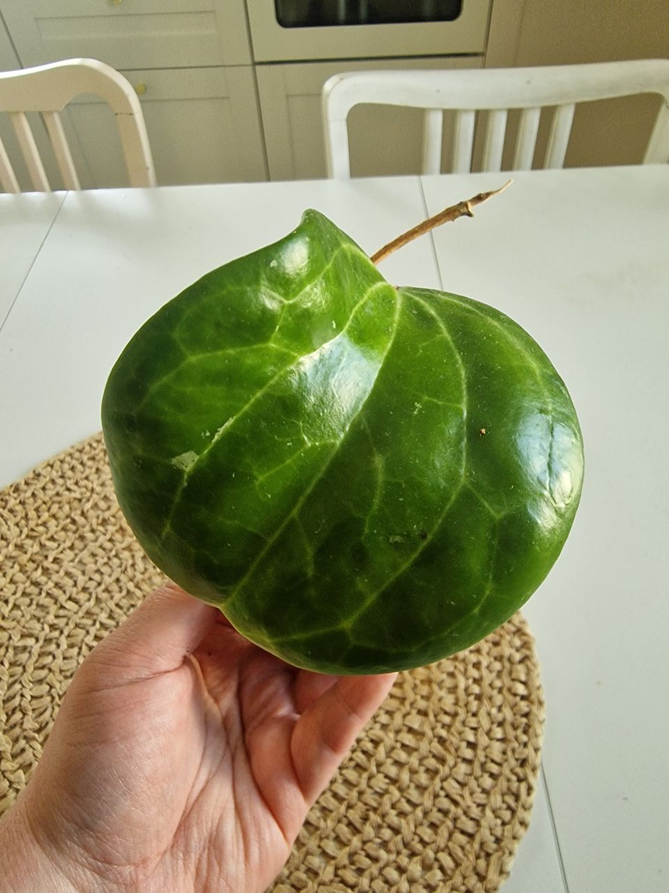 Hoya Latifolia