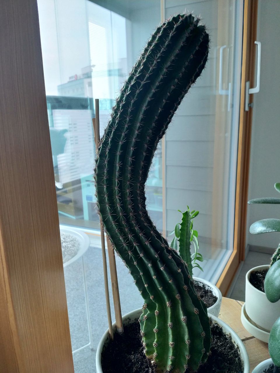 Iso Kaktus HALVALLA (kork.40cm)