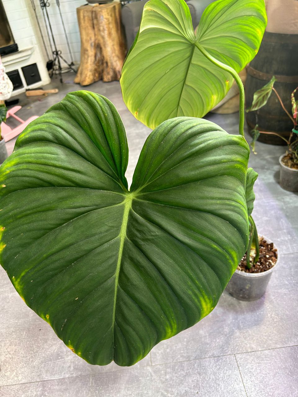 Philodendron Mc Dowell