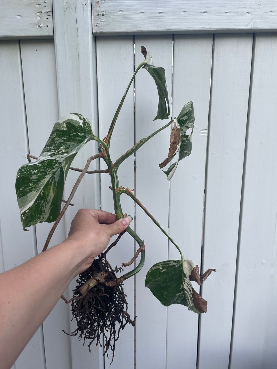 Monstera variegata peikonlehti