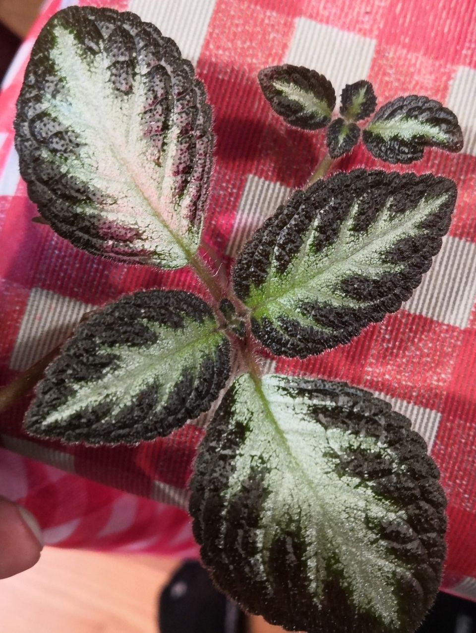 Episcia 'Silver Shield' rönsy