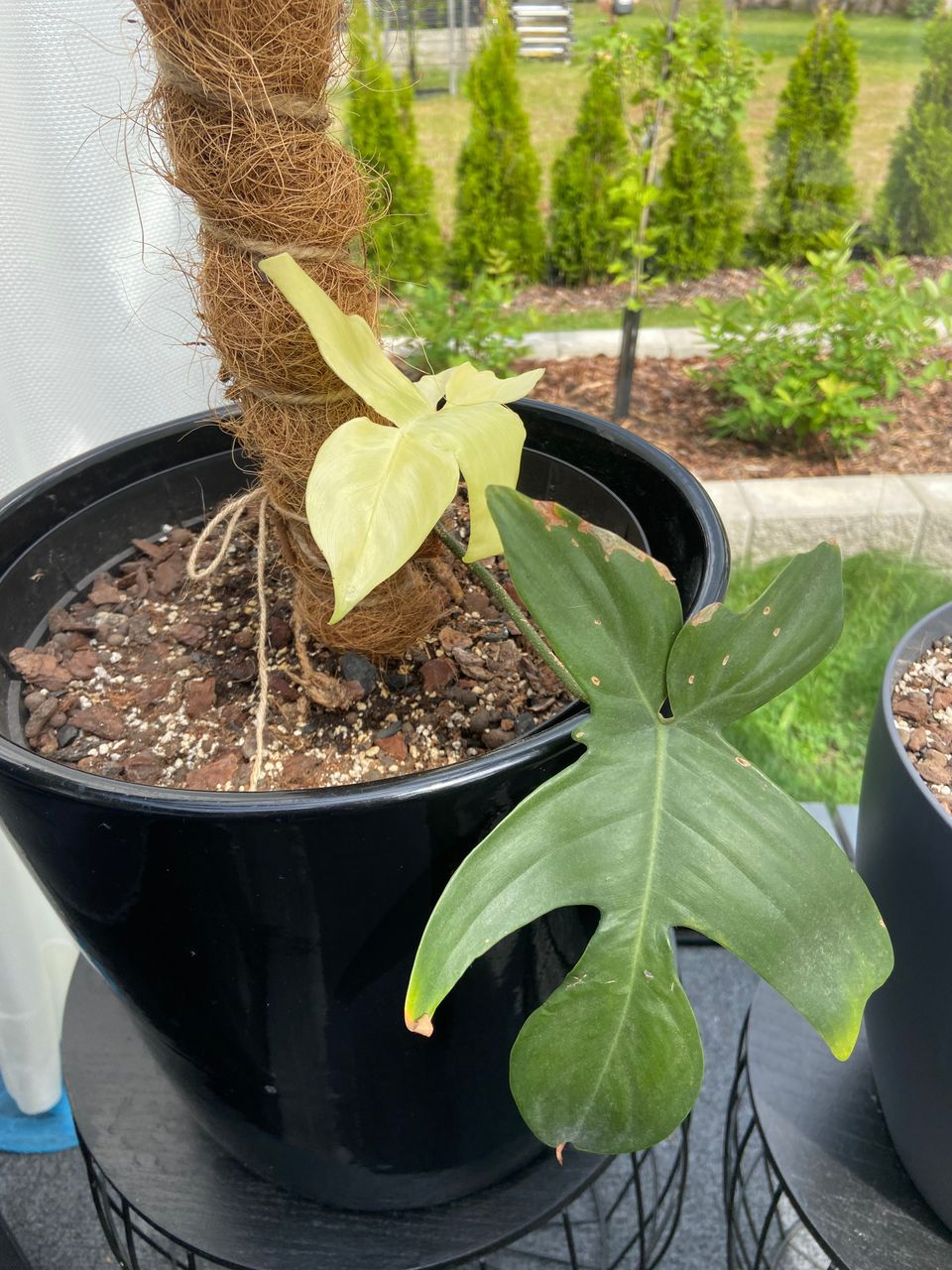 Philodendron Florida ghost