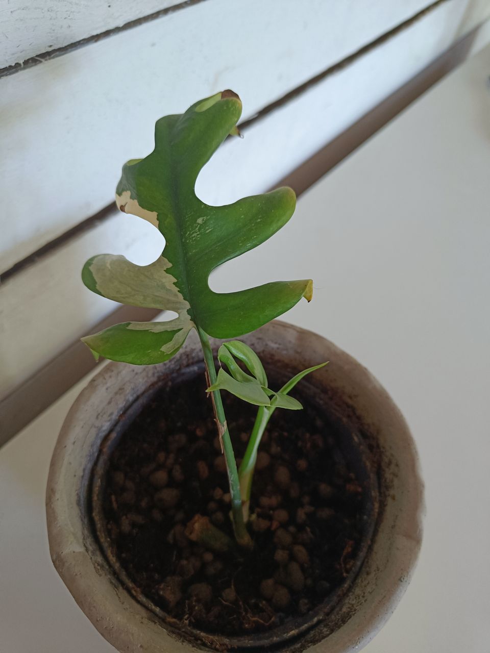 Tetrasperma variegata