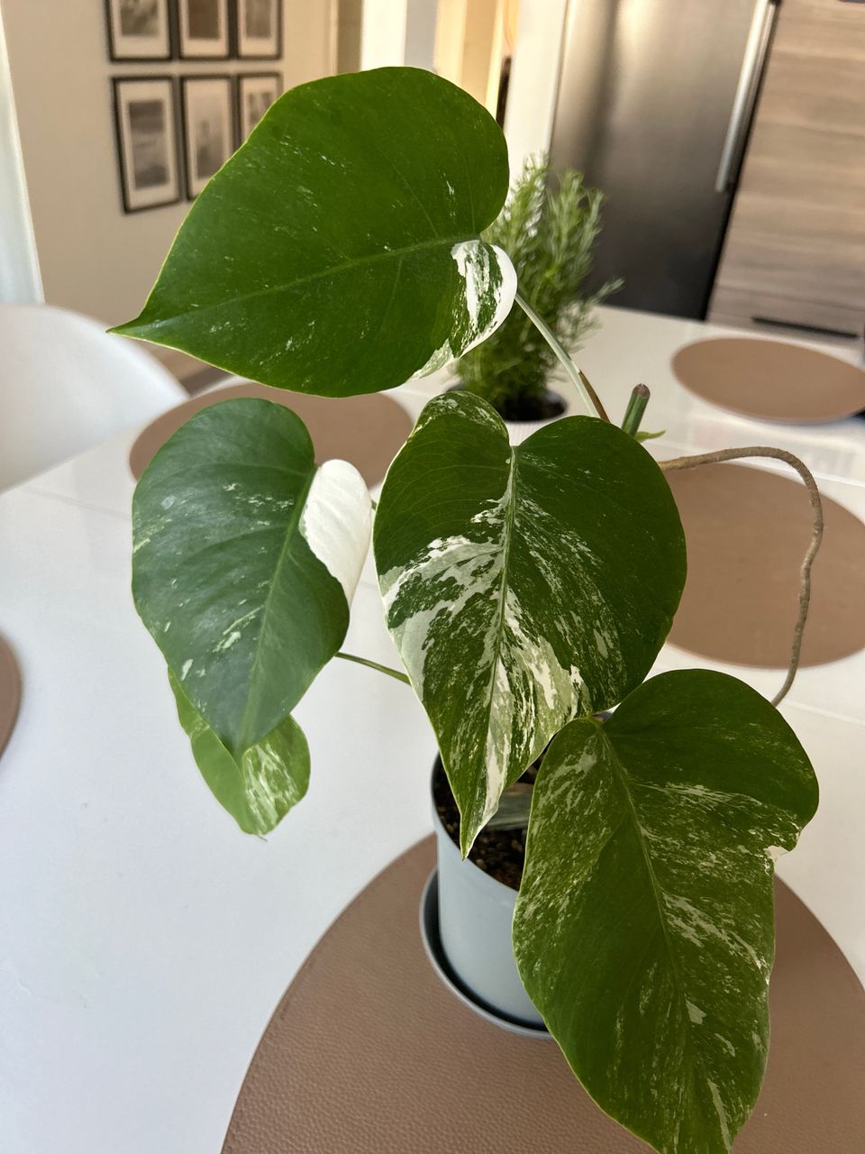 Monstera variegata