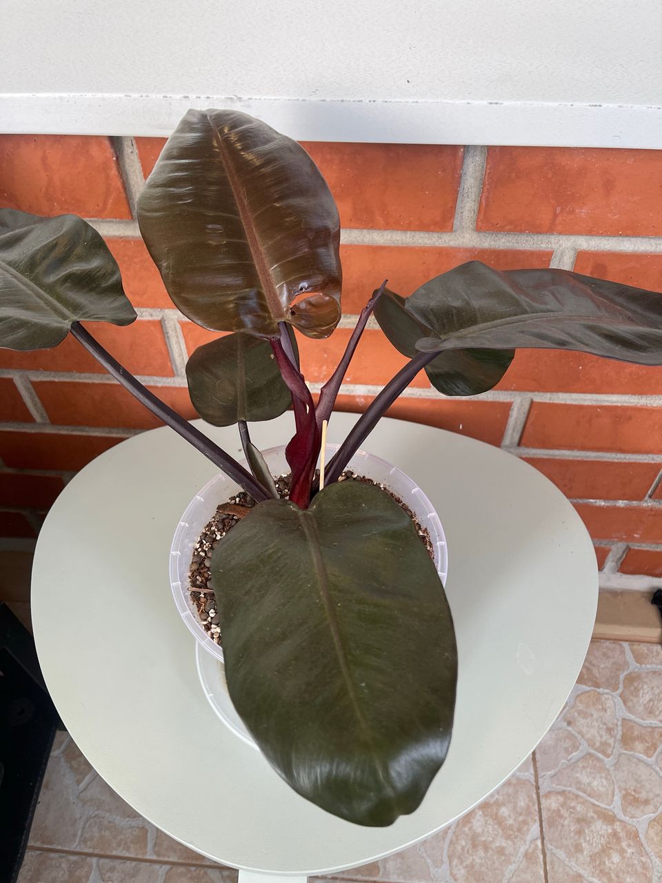 Philodendron imperial red