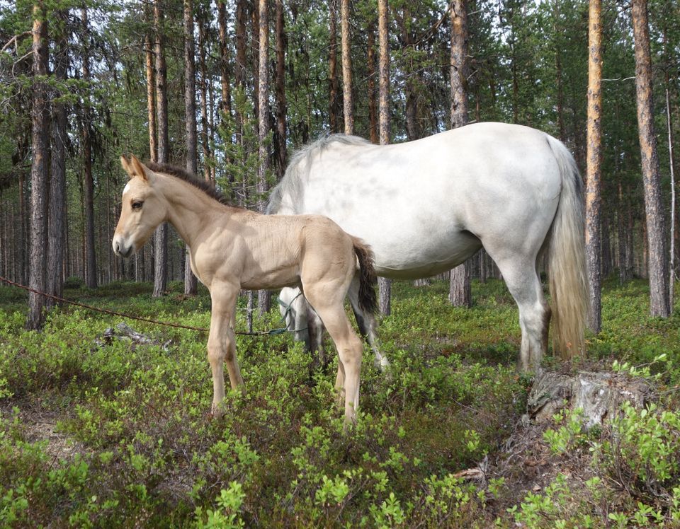 Mustangi varsa