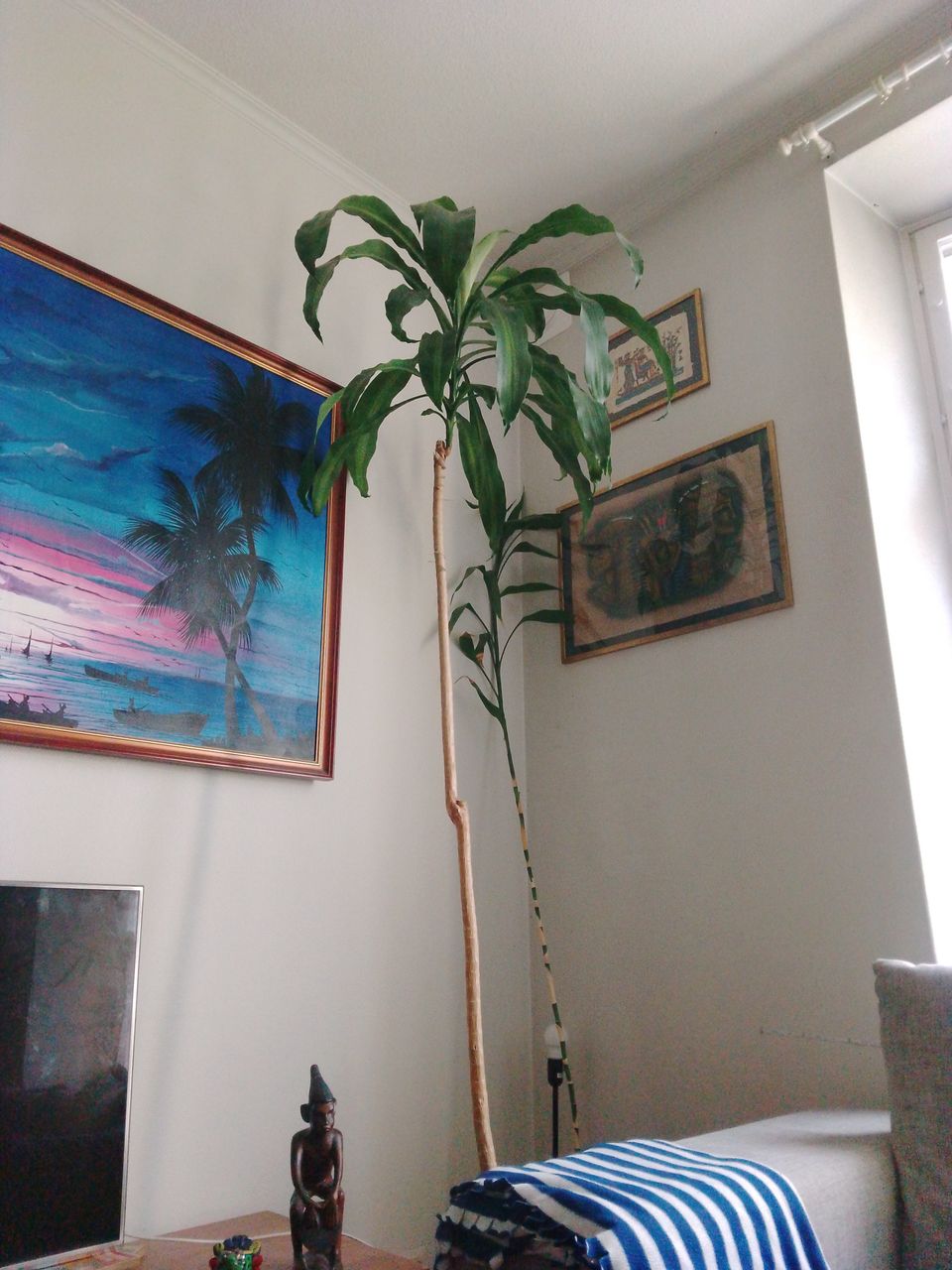 Korkea palmu, pituutta n.3 metriä + altakasteluruukku