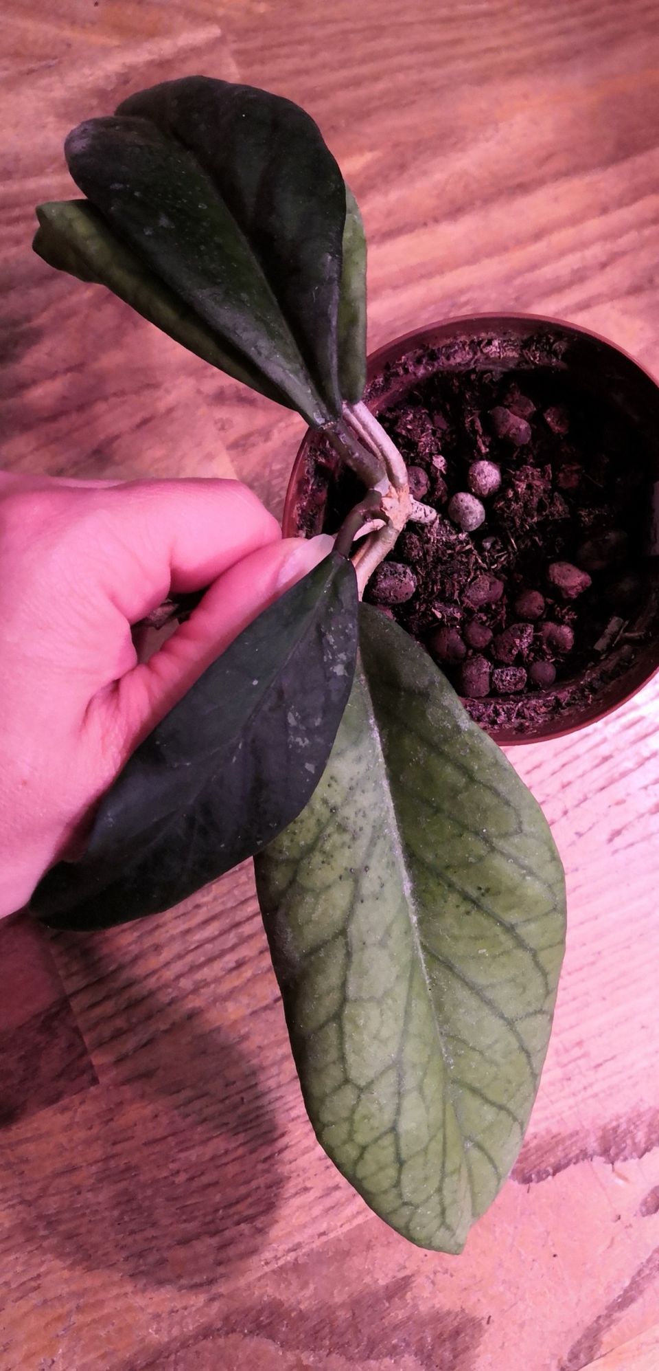 Hoya ranauensis taimi