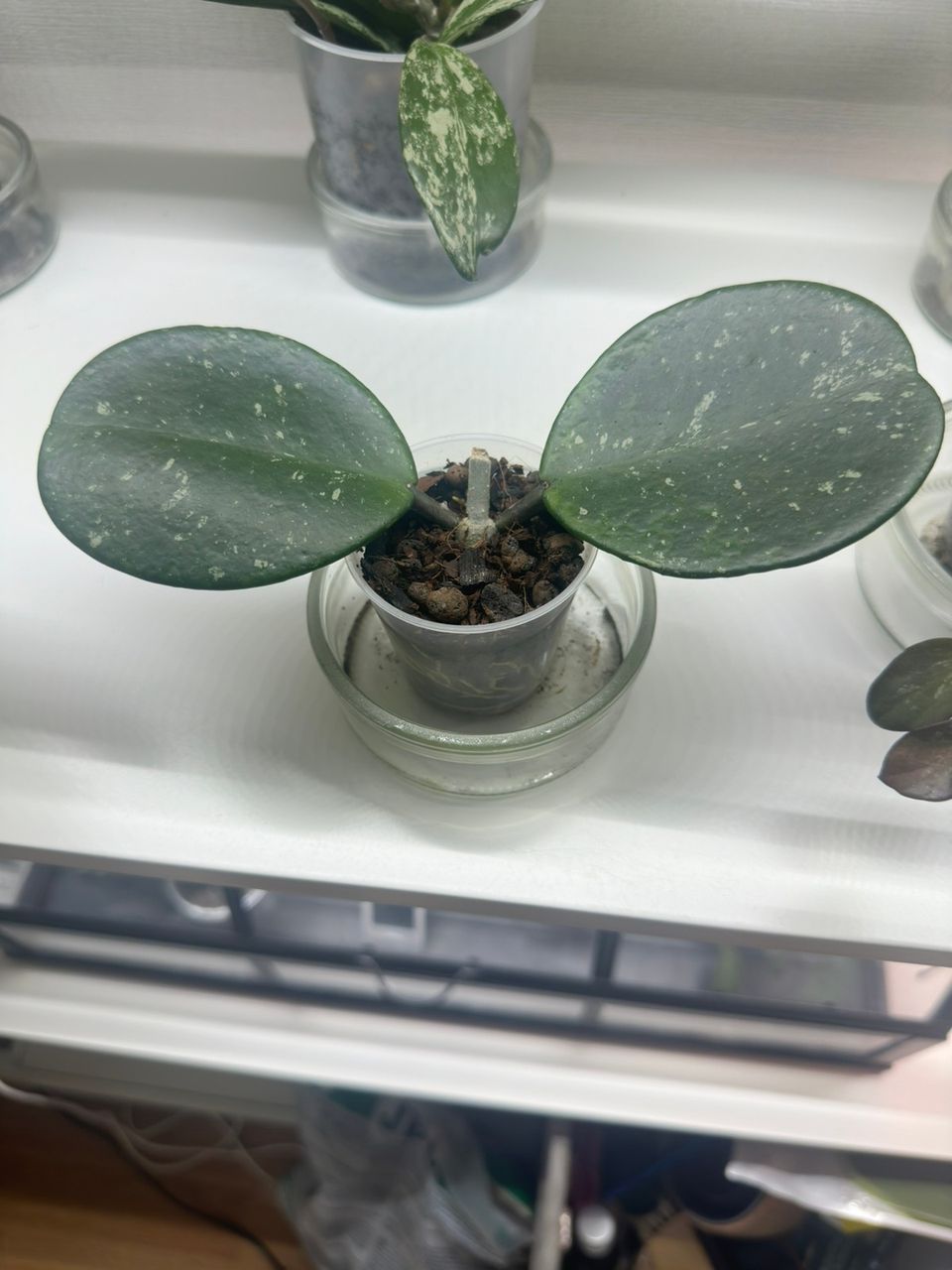 Hoya obovata