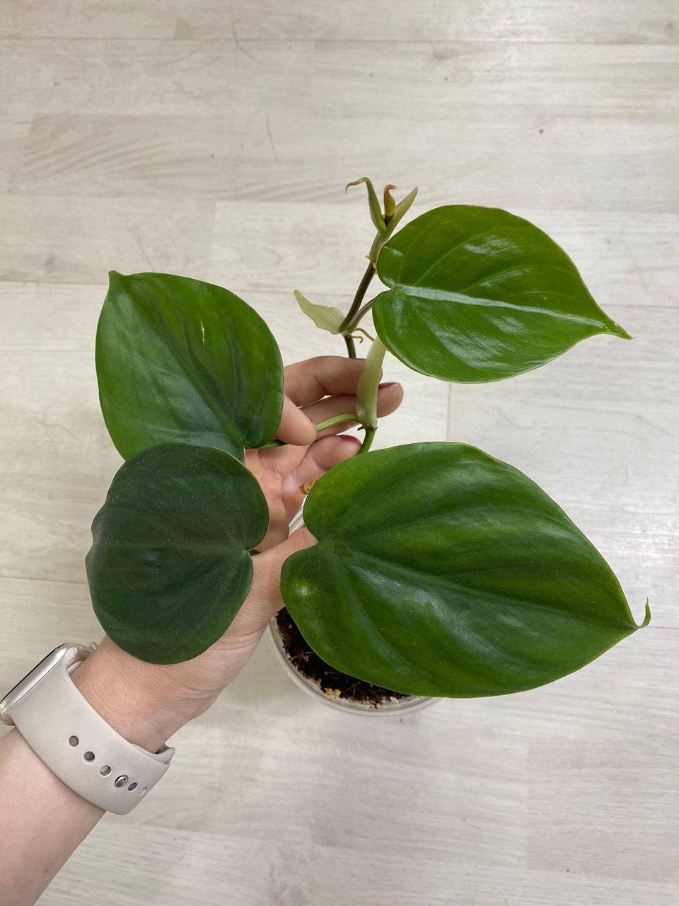 Philodendron Hederaceum