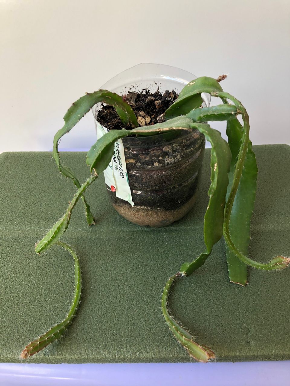 epiphyllum hybridi