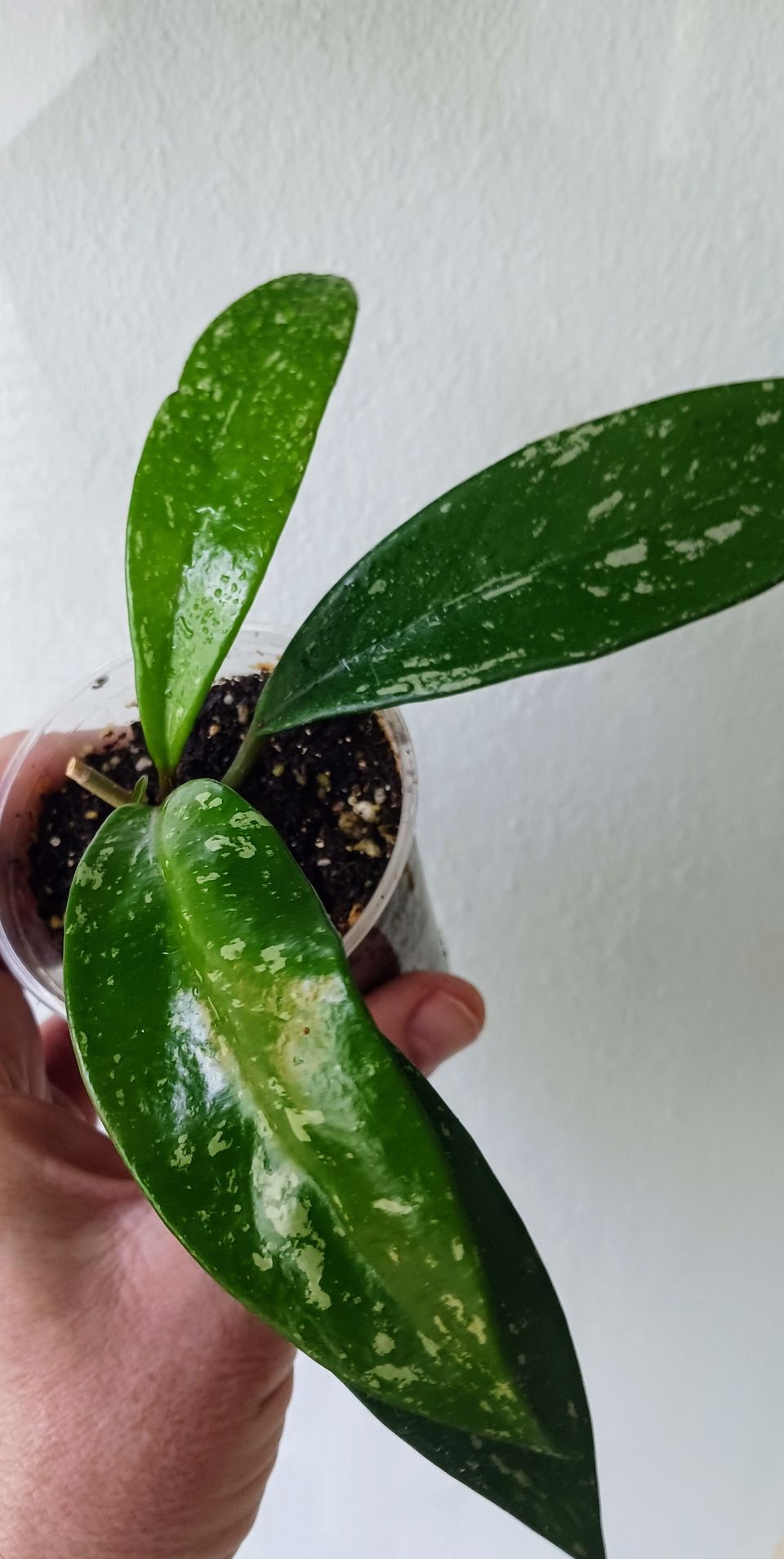 Hoya Pubicalyx Royal Hawaiian purple