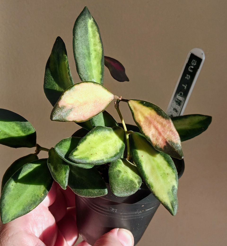 Hoya Burtoniae variegata