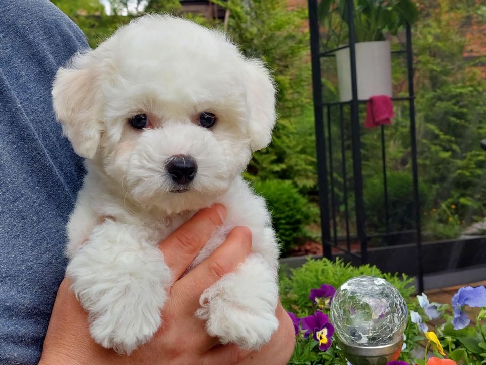 Bichon frise