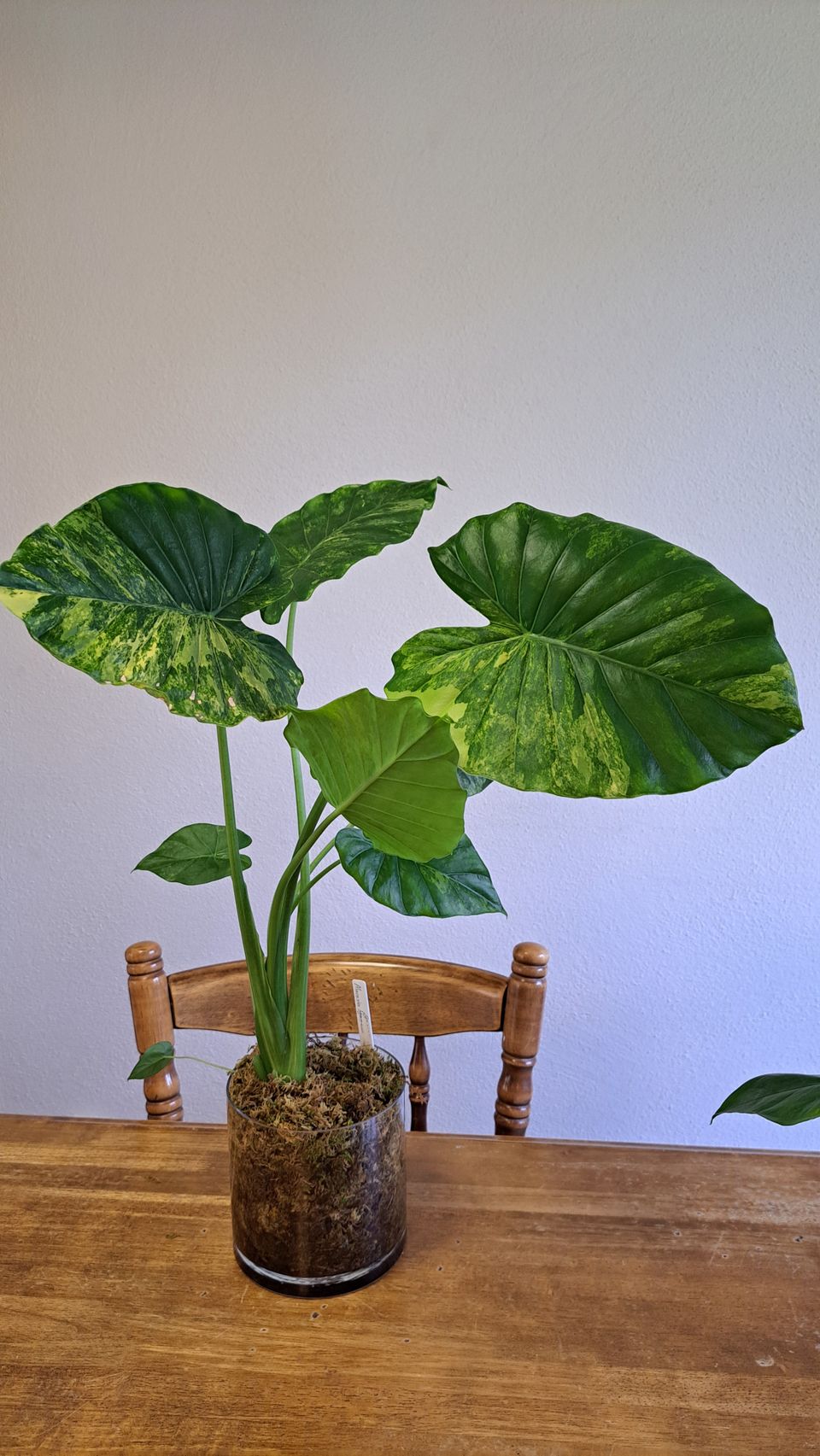 Alocasia Gageana Aurea