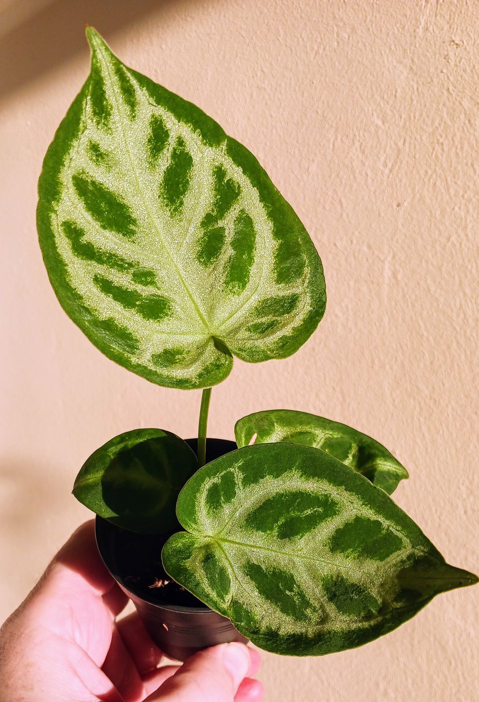 Anthurium Silver blush