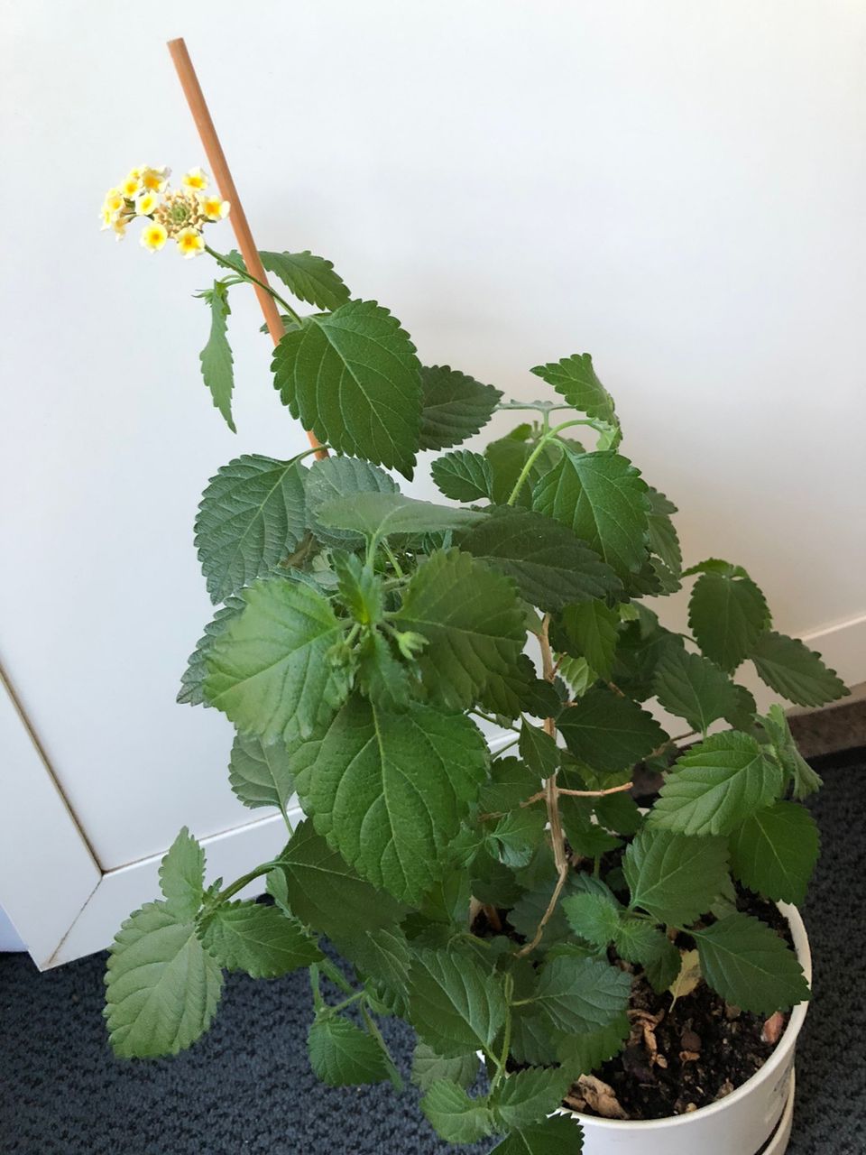 Lantana, korkeus 60 cm