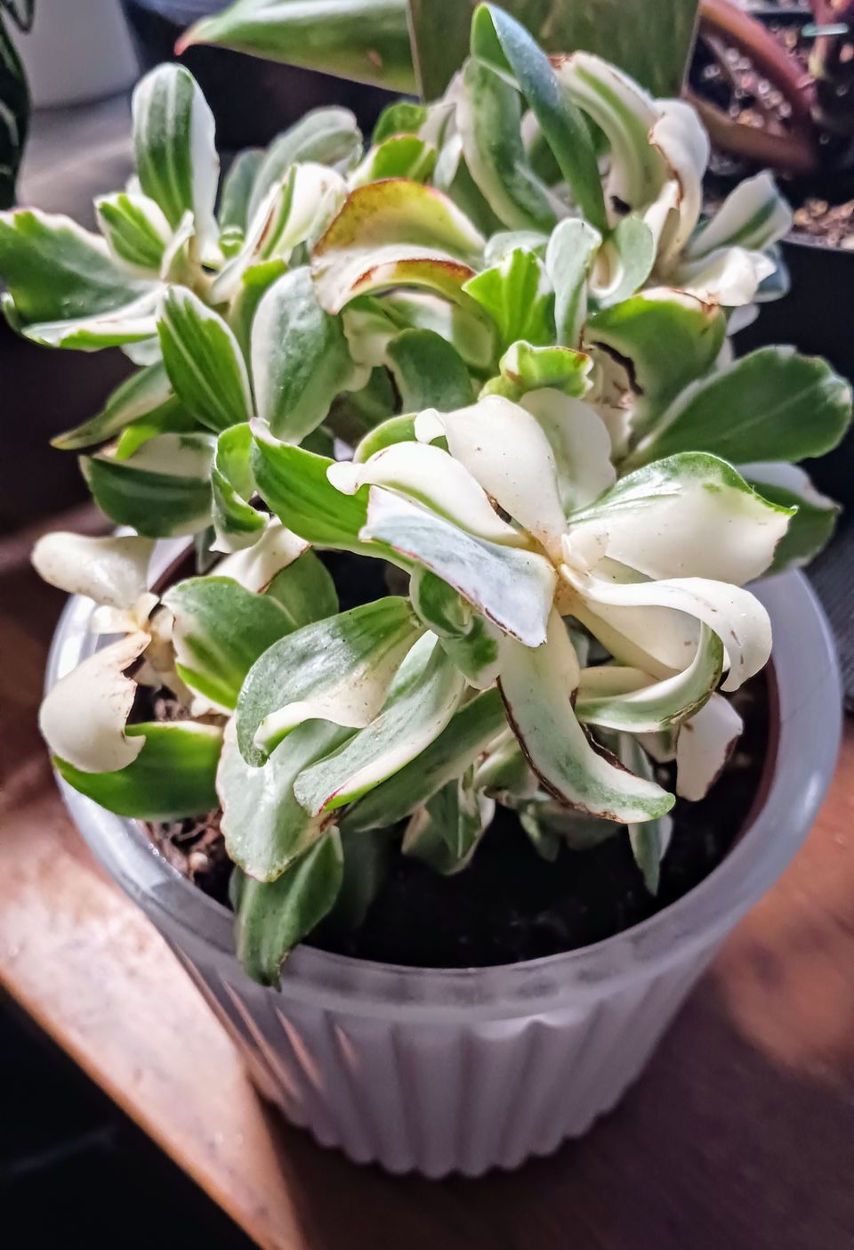 Rahapuu/Crassula variegata