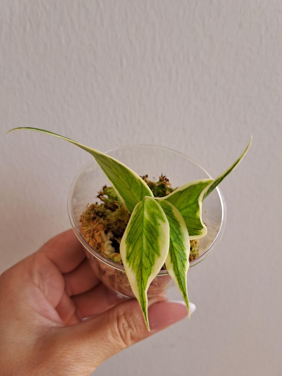 Hoya polyneura outer variegated, vain nouto