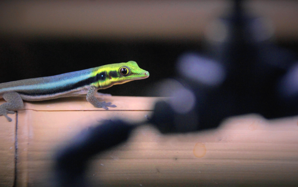 Päivägekko + terraariopaketti