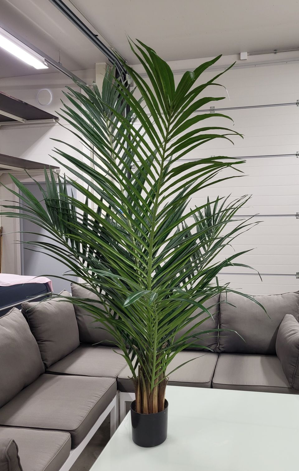 Silkkikasvi Palmu