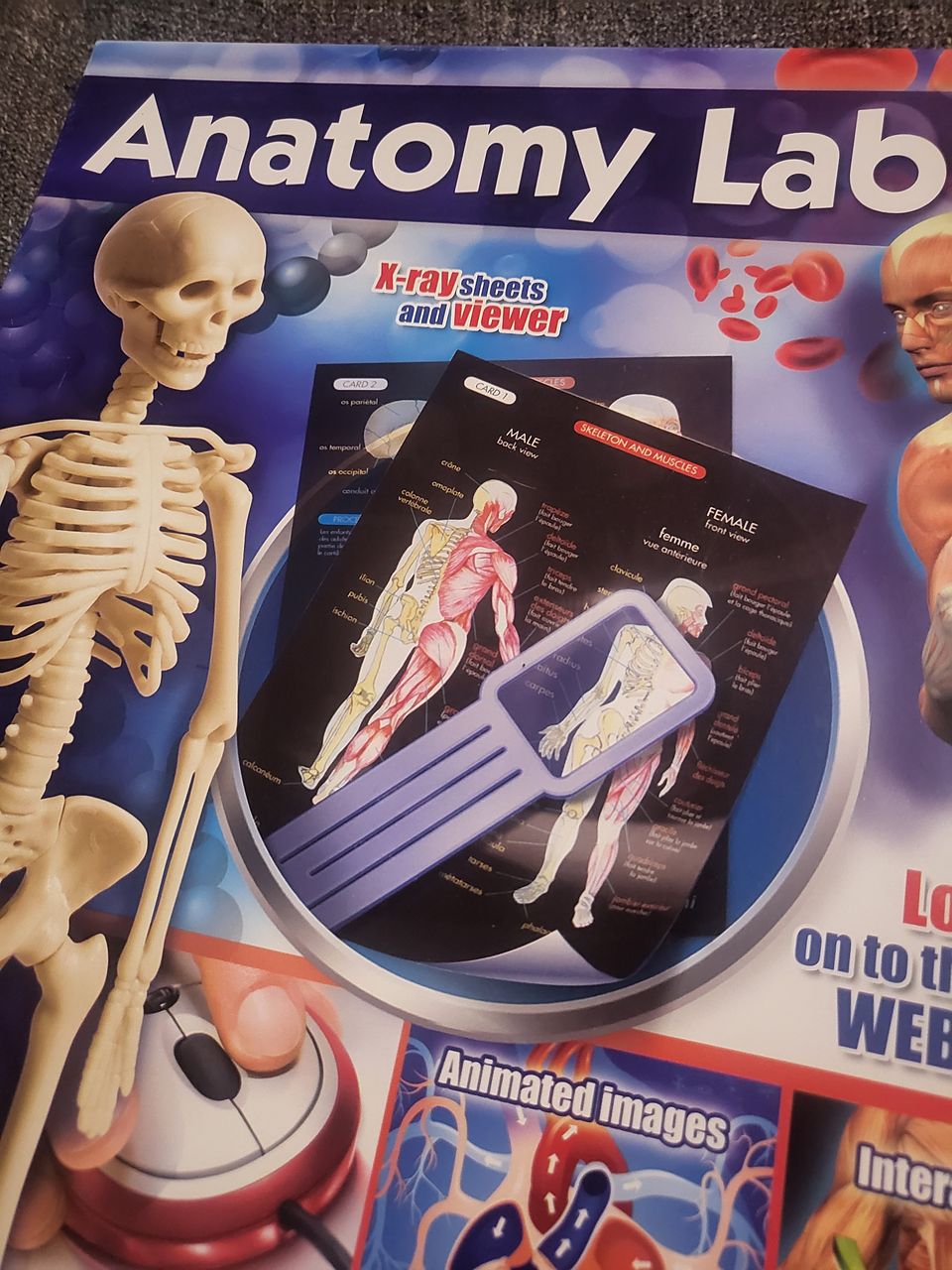 Anatomy Lab-opi ihmisen anatomiaa