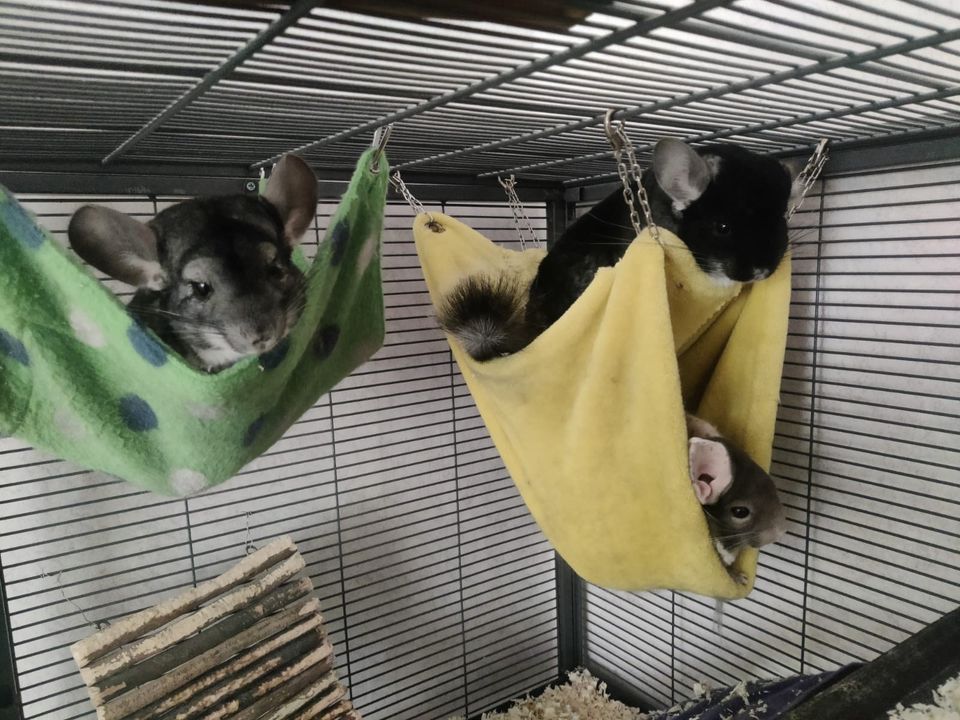 Chinchilla perhe