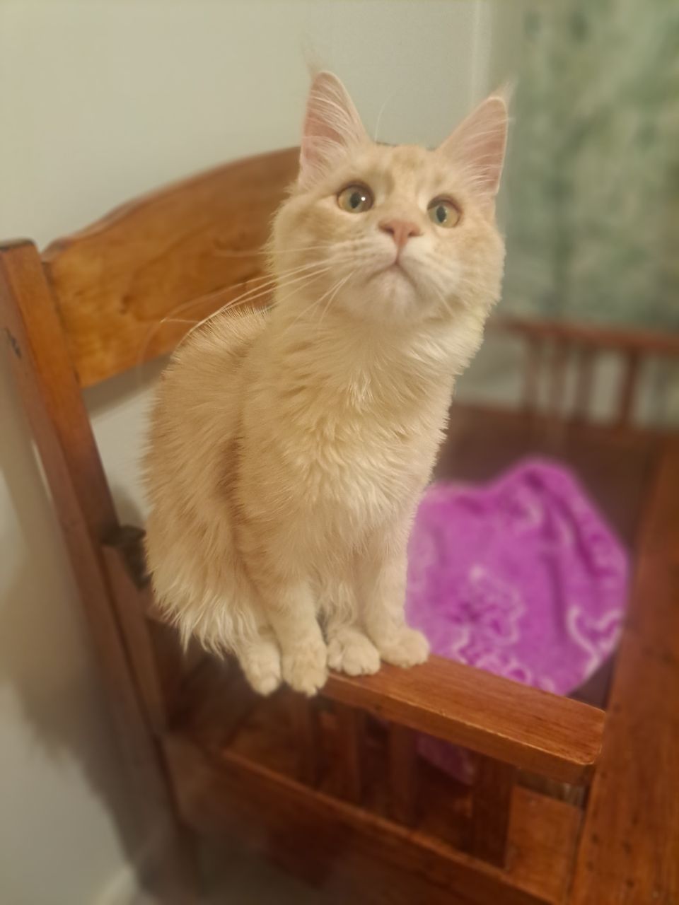 Maine coon - female 11 months