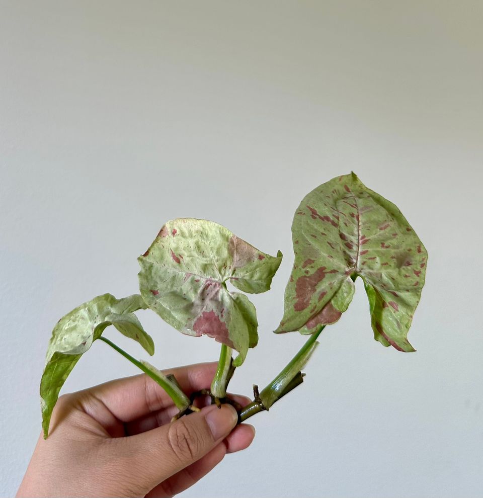 Syngonium Milk confetti