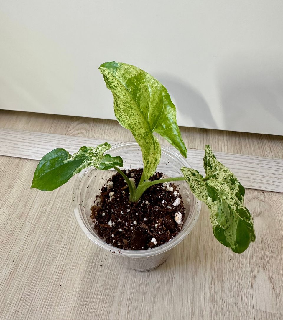 Syngonium Mottled Mojito