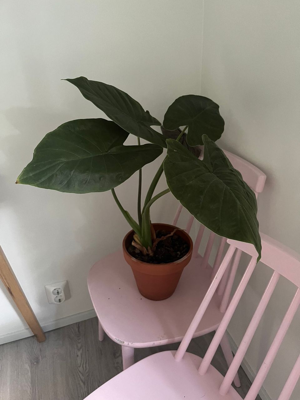 Alocasia Wentii