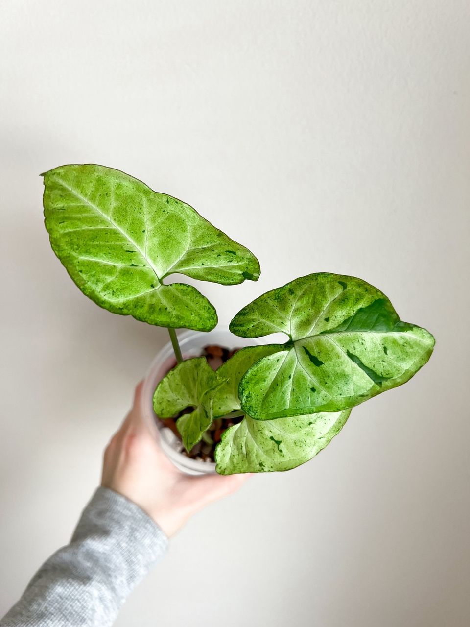 Syngonium freckles