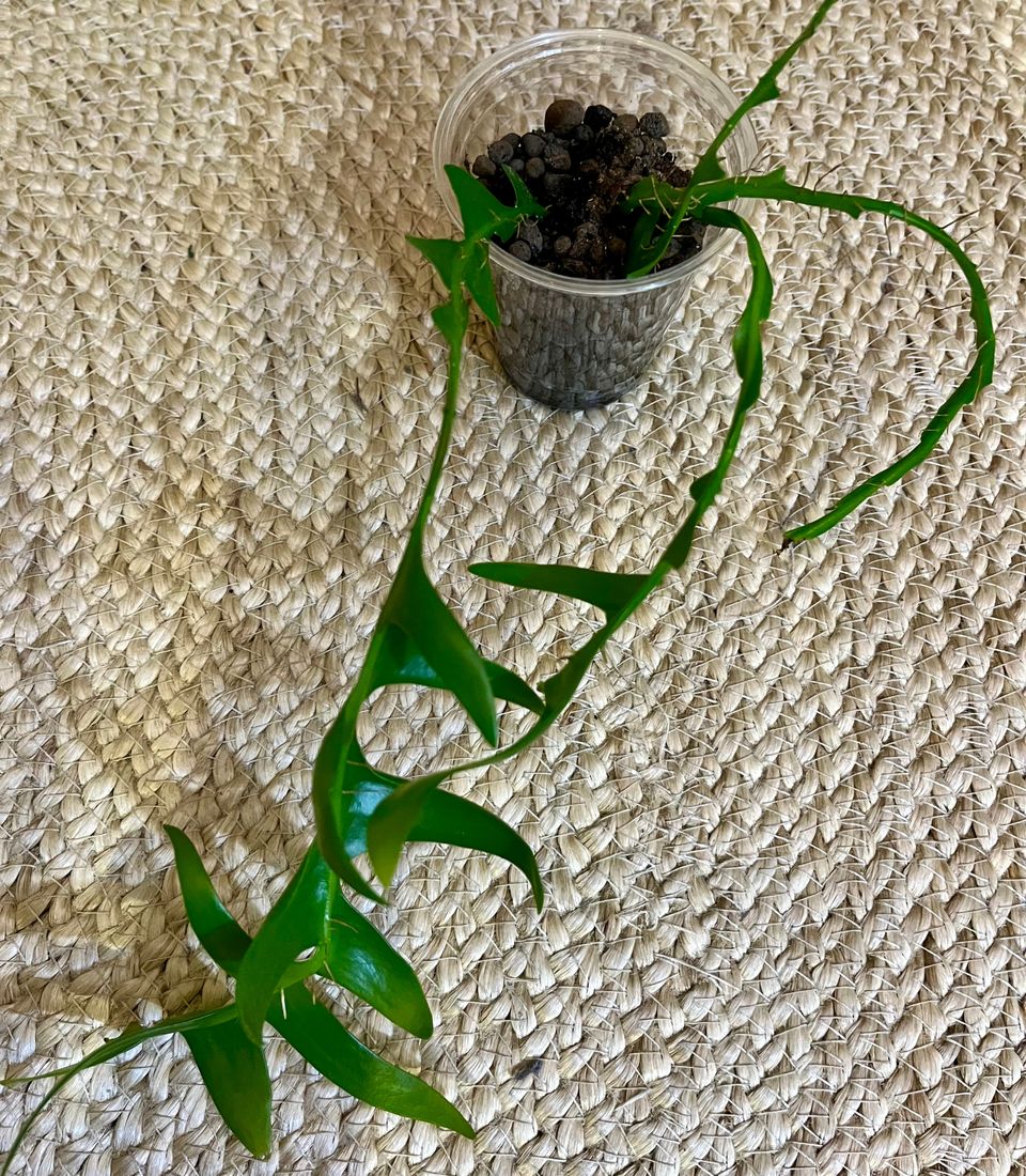 Epiphyllum chrysocardium -juurtuneet pistokkaat