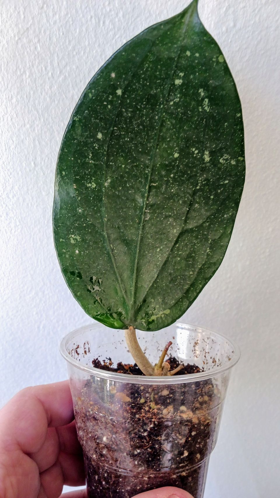 Hoya Purpureofusca