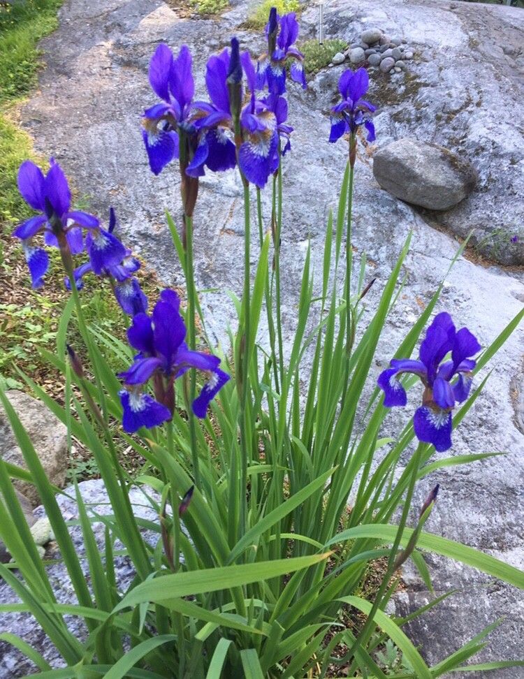 Siperiankurjenmiekka, perenna, pihakasvi