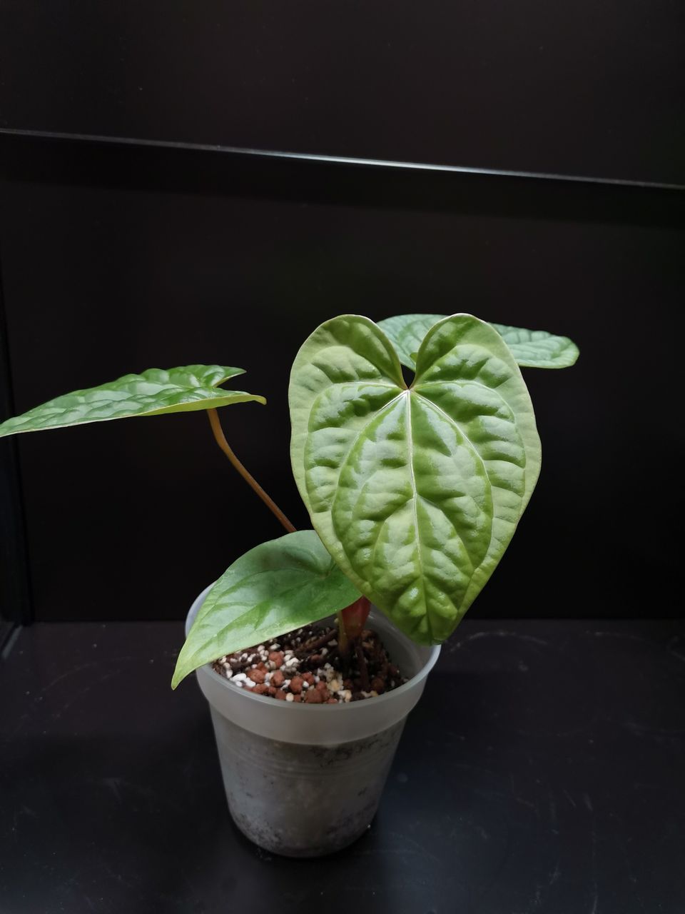 Anthurium luxurians x regale